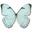 Mint Morpho Icon